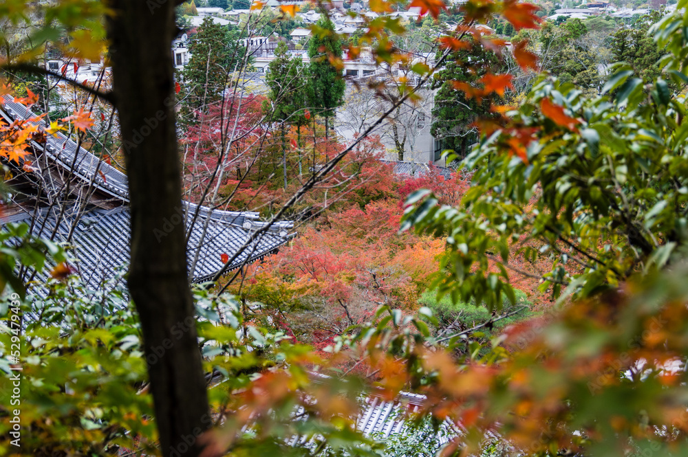 京都の秋