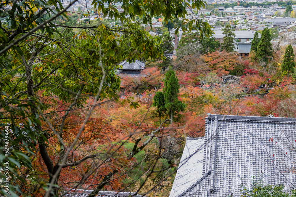 京都の秋