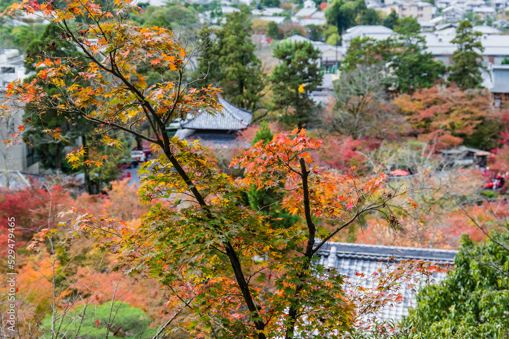 京都の秋