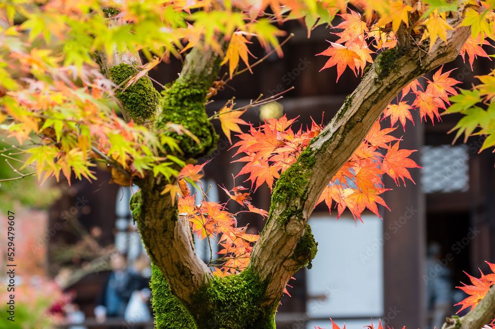京都の秋