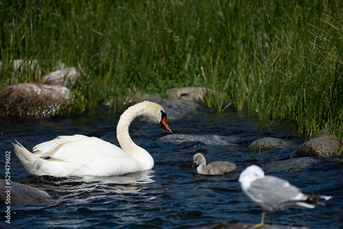 Swans on the water