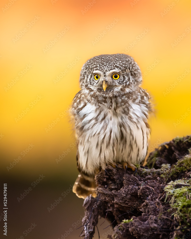 Fototapeta premium Pygmy owl (Glaucidium passerinum) little owl natural dark forest north parts of Poland Europe