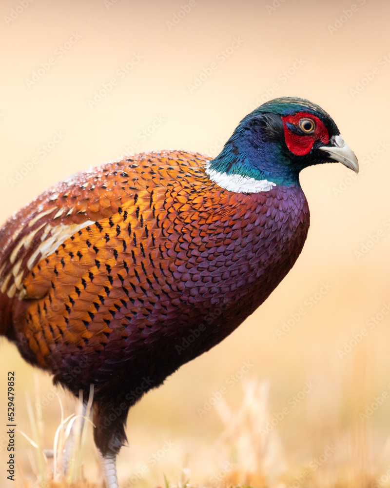 Fototapeta premium Common pheasant (Phasianus colchius) Ring-necked pheasant in natural habitat, blue background, grassland