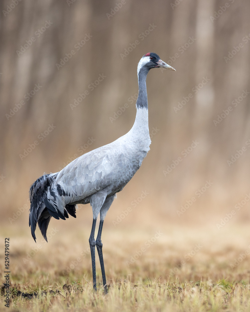 Obraz premium Wild common crane, grus grus, walking on hay field in spring nature. Large feathered bird landing on meadow from side view. Animal wildlife in wilderness.