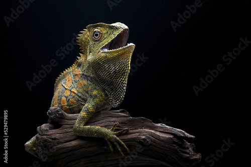 Boyd s forest dragon  Lophosaurus boydii  on tree bark