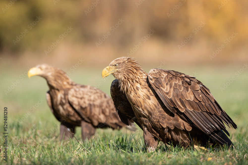 Majestic predator White-tailed eagle, Haliaeetus albicilla in Poland wild nature