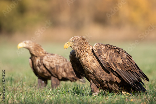 Majestic predator White-tailed eagle  Haliaeetus albicilla in Poland wild nature