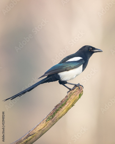 The Eurasian Magpie or Common Magpie or Pica pica is sitting on the branch with colorful background