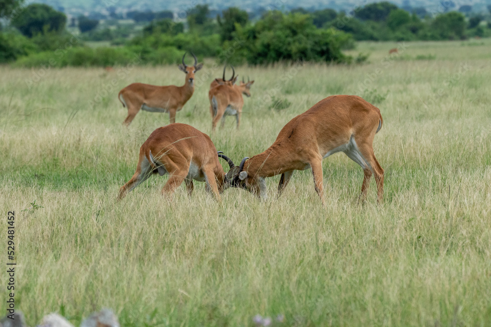 Fototapeta premium Beautiful portrait of two impalas fighting or playing in a national park in Uganda, Africa