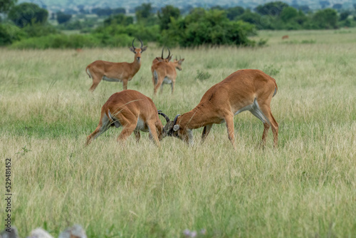 Beautiful portrait of two impalas fighting or playing in a national park in Uganda  Africa