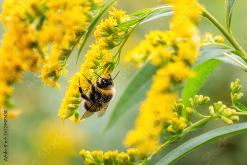 Fluffy bee picking up nectar sitting on goldenrod yellow flower