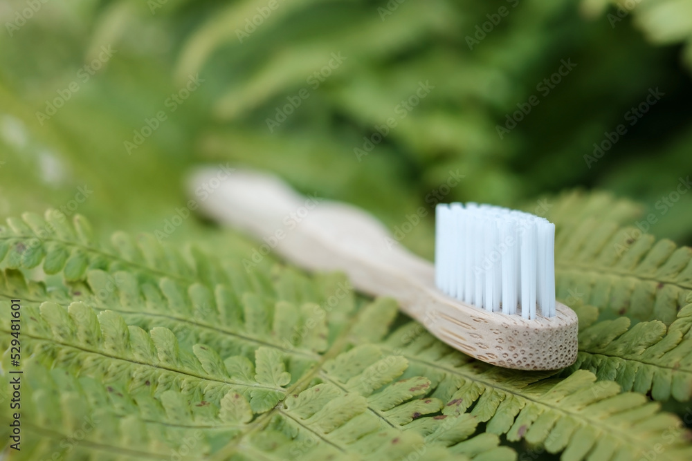 Close-up of a biodegradable bamboo toothbrush on a fern leaf. Environmental care concept. Close-up of a biodegradable bamboo toothbrush on a fern leaf. Environmental care concept.