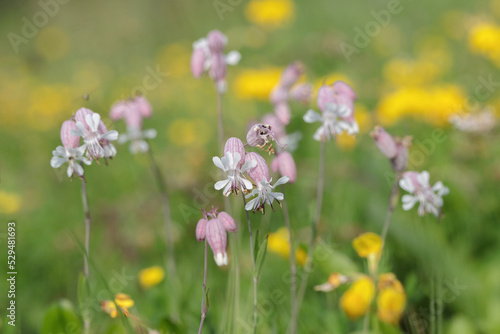 Blossoms of bladder campion (Silene vulgaris). photo