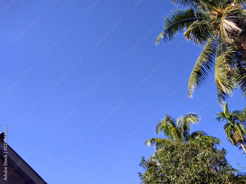 Coconut trees. Coconut trees with blue sky background. Tropical and summer background. Coconut trees. Coconut trees with blue sky background. Tropical and summer background.