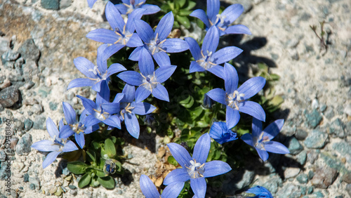 Campanula cenisia, Ecrins, France photo