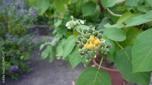 Dwarf tamarllo (Solanum abutiloides) -  HD, Slow Motion photo