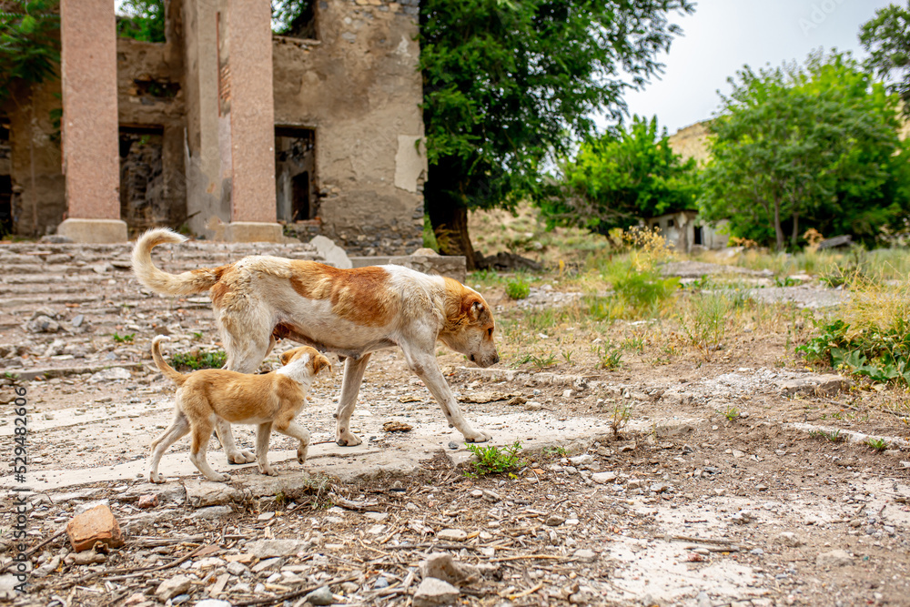 Abandoned animals on the streets of a ruined city, stray dogs near