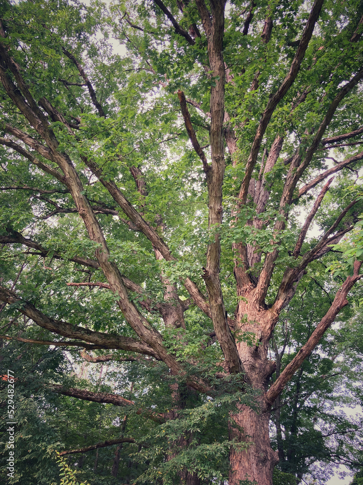 Fototapeta premium Mighty oak tree