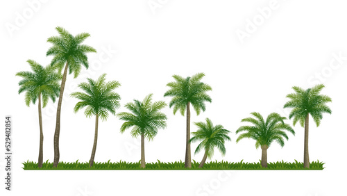 Different Palm Coconut tree collections element set