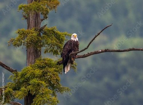 Fényképezés Bald eagle perched on a tree branch in the forest