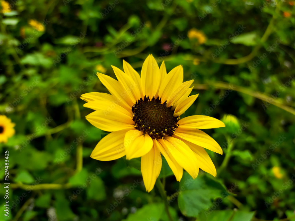 A beautiful sunflower blooms in the flower garden. Beautiful nature background. A beautiful sunflower blooms in the flower garden. Beautiful nature background.