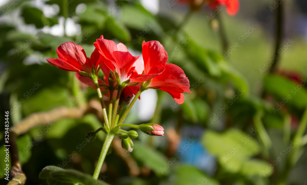 Flowering red geranium, house geranium, in greenery, close-up Flowering red geranium, house geranium, in greenery, close-up