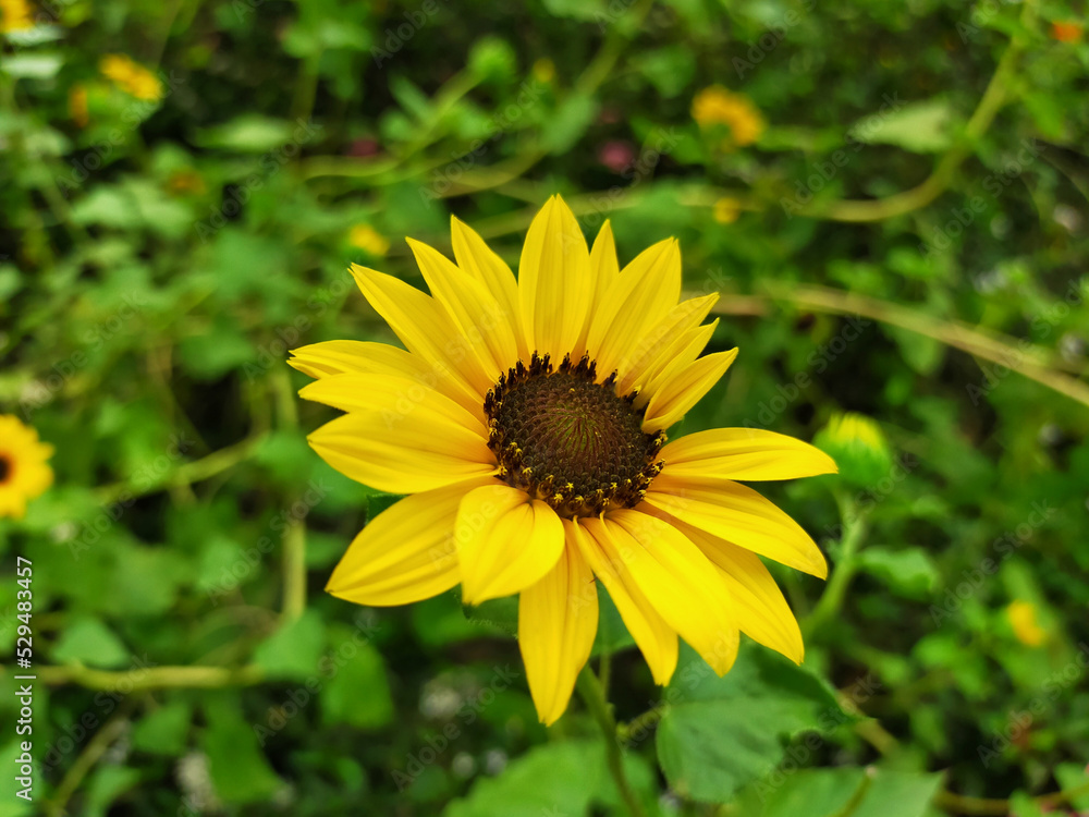 A beautiful sunflower blooms in the flower garden. Beautiful nature background. A beautiful sunflower blooms in the flower garden. Beautiful nature background.