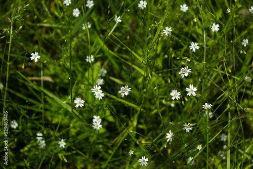 delicati fiori di bosco Starflower, Stellaria holostea. sfondo floreale. fiori bianchi su sfondo verde naturale. photo