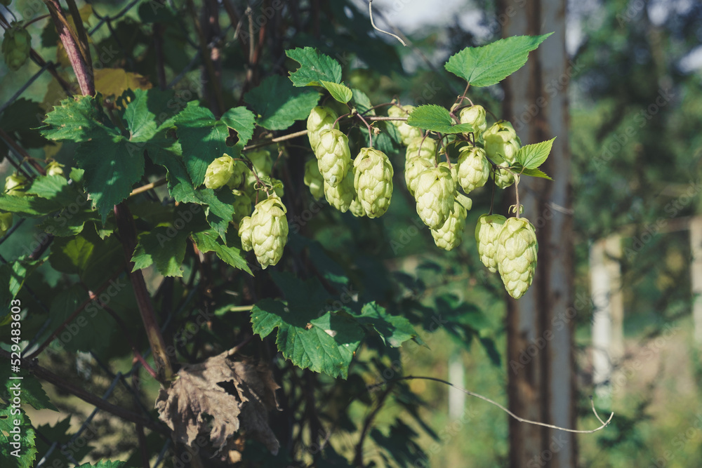 Ripe flowers of hop plant on branches Ripe flowers of hop plant on branches