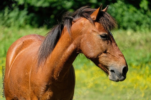Portrait eines braunen Pferdes auf der Weide