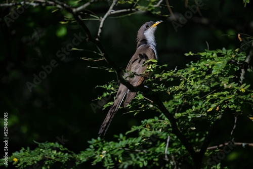 Yellow-billed cuckoo (Coccyzus americanus) on a tree photo