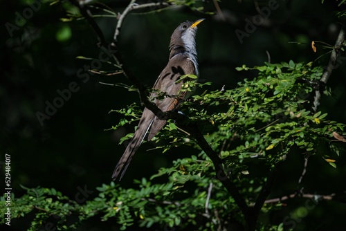 Yellow-billed cuckoo (Coccyzus americanus) on a tree photo