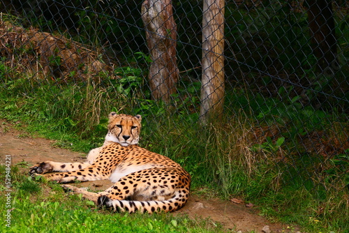 Canvas Print Gepard (2)