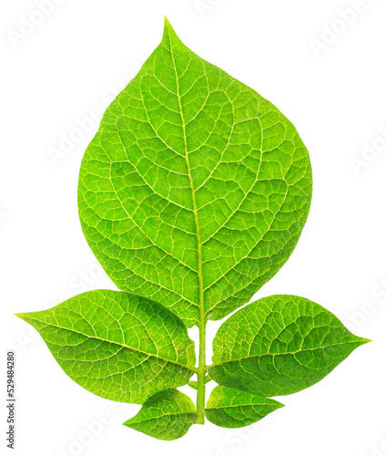 Potato plant leaf cut out