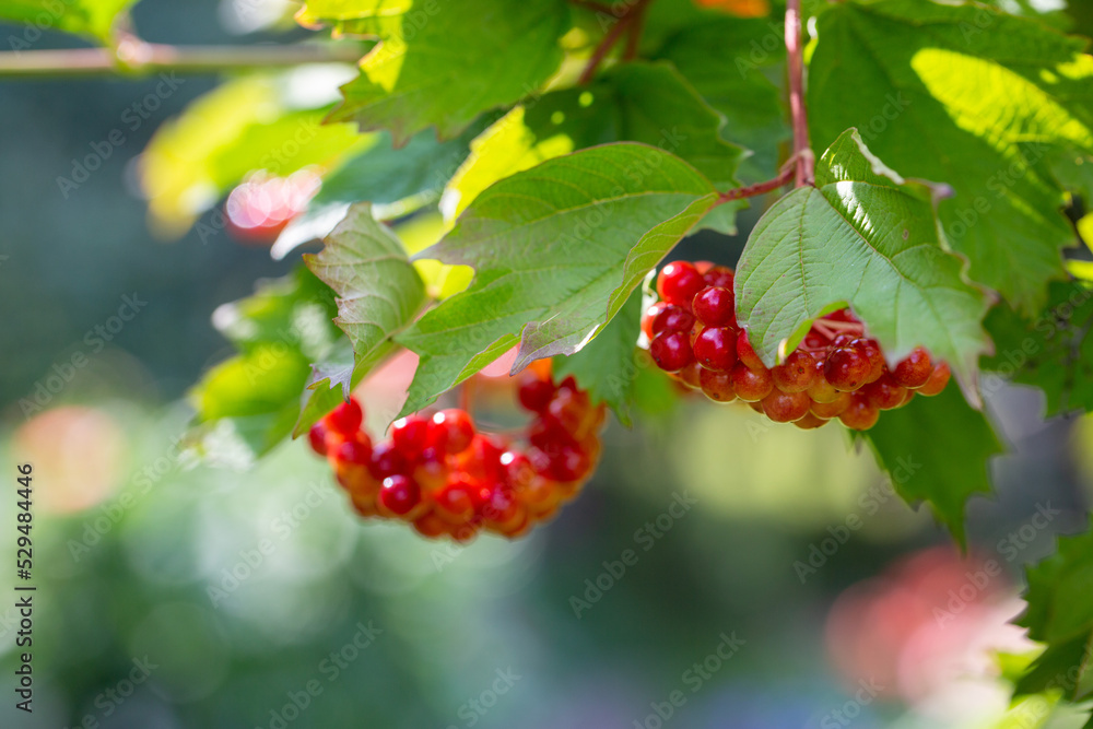 Ripe viburnum berries on a branch in a summer garden. Medicinal plants. Ripe viburnum berries on a branch in a summer garden. Medicinal plants.