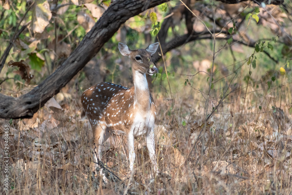 A female Spotted Deer aka chital in the forests of the Gir National Park in Gujarat, India. A female Spotted Deer aka chital in the forests of the Gir National Park in Gujarat, India.
