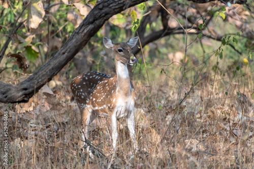 A female Spotted Deer aka chital in the forests of the Gir National Park in Gujarat, India.