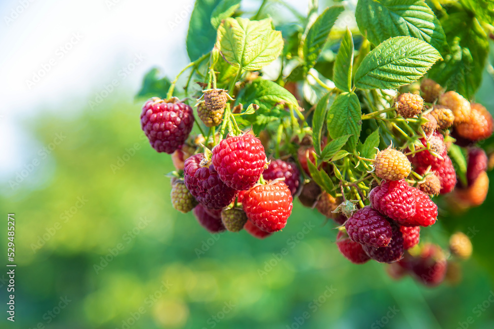 Raspberries grow in the garden. Selective focus. Raspberries grow in the garden. Selective focus.