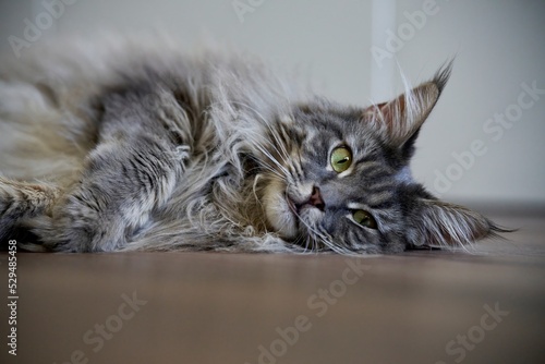 Cute kitten lying on the floor, siberian hypoallergenic purebred brown tabby version © Oleg