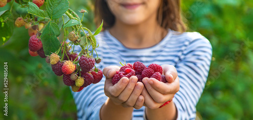Fotografie A child harvests raspberries in the garden. Selective focus.