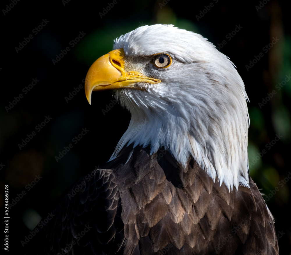 Obraz premium Close-up view of a bald eagle's head