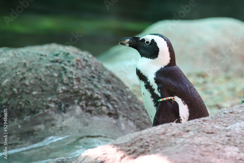 Penguin on the zoo