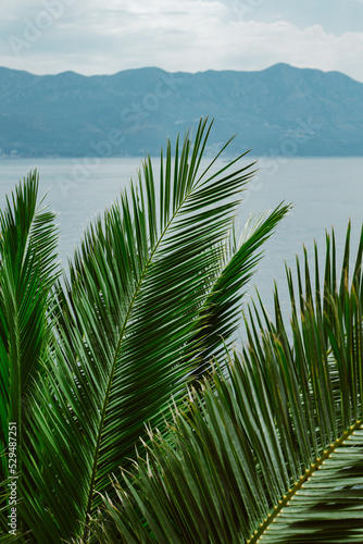 Green palm leaves in a sunlight. Summer seascape background.