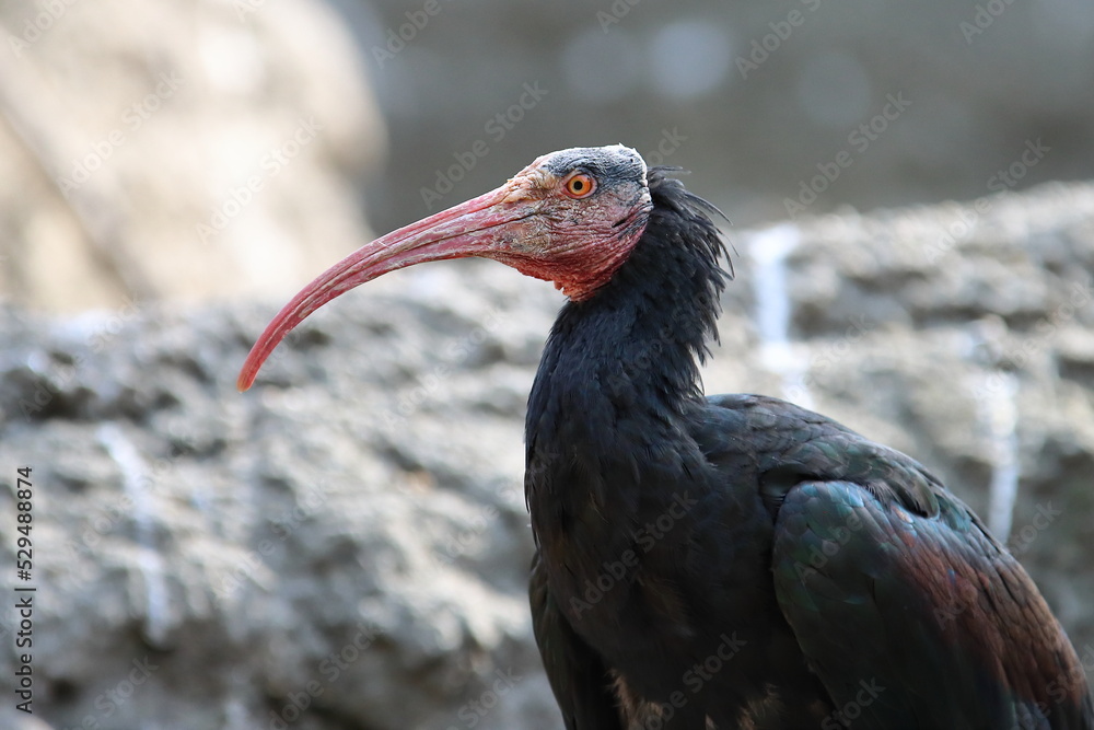Obraz premium Northern Bald Ibis bird