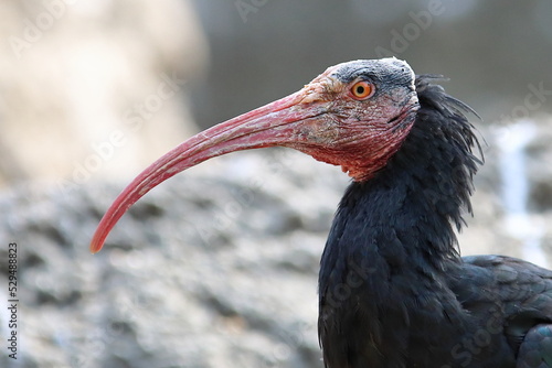 Northern Bald Ibis bird