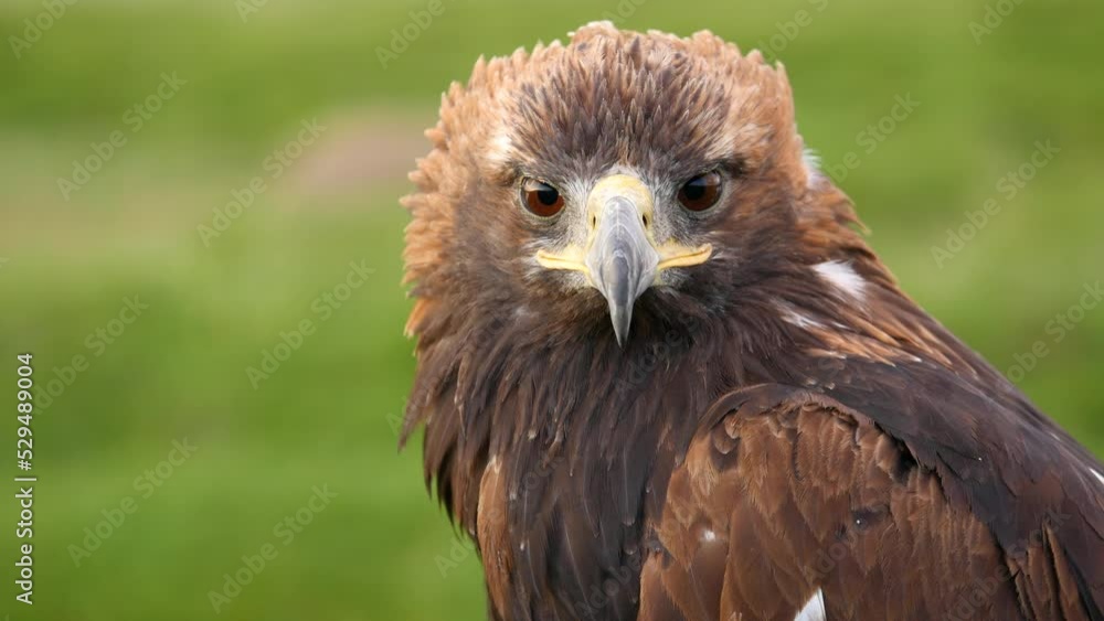 Close up shot of beautiful golden eagle in natural setting near the Altai Mountains of West Mongolia. Close up shot of beautiful golden eagle in natural setting near the Altai Mountains of West Mongolia.