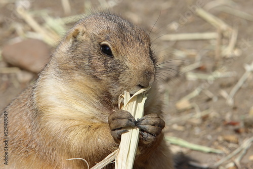 Prairie dog eating
