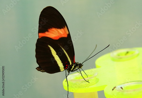 Butterfly on a flower
