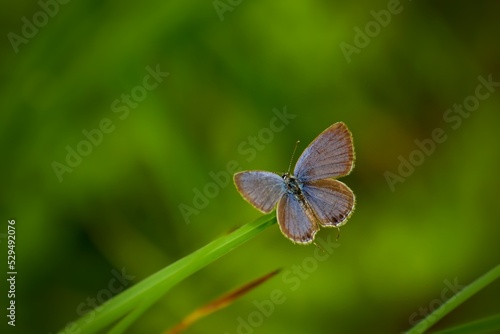 Butterfly spreading its wings on a green grass. short-tailed blue or tailed Cupid (Cupido argiades). Nature blurred green background