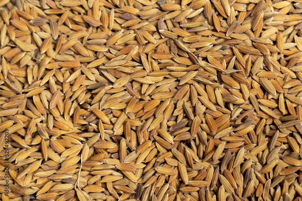 Ripe rice seed close up texture Background Ripe rice seed close up texture Background